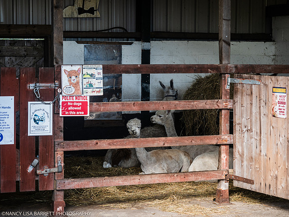 GUYS GET READY & VENUE - WELLBEING FARM WEDDING, BOLTON, GREATER MANCHESTER