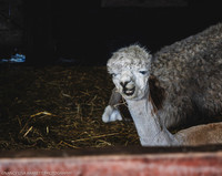 GUYS GET READY & VENUE - WELLBEING FARM WEDDING, BOLTON, GREATER MANCHESTER