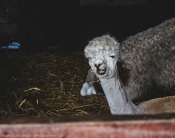 GUYS GET READY & VENUE - WELLBEING FARM WEDDING, BOLTON, GREATER MANCHESTER