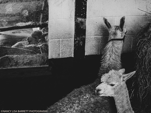 GUYS GET READY & VENUE - WELLBEING FARM WEDDING, BOLTON, GREATER MANCHESTER