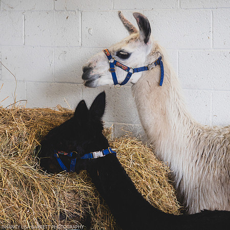 GUYS GET READY & VENUE - WELLBEING FARM WEDDING, BOLTON, GREATER MANCHESTER